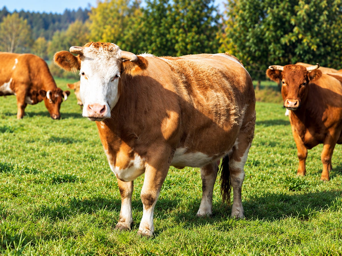Ein Kind streichelt ein Kalb