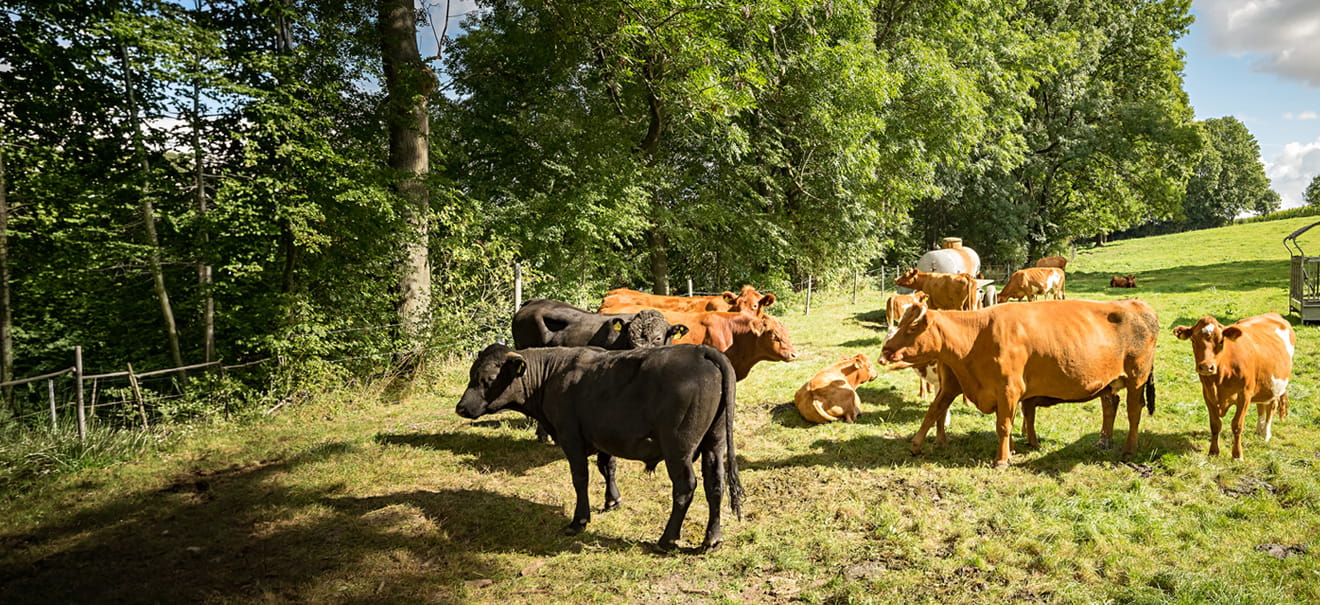 Rinder auf einer Weide im Odenwald